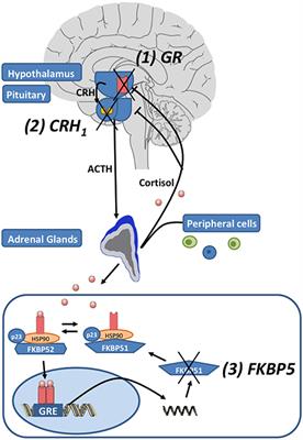 Is the HPA Axis as Target for Depression Outdated, or Is There a New Hope?